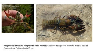 Pacifastacus leniusculus (cangrexo de río do Pacífico). Crustáceo de auga doce orixinario da costa leste de 
Norteamérica. Pode medir ata 15 cm.
 