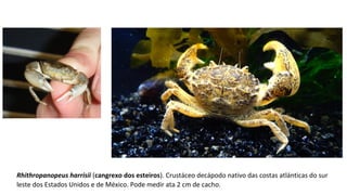 Rhithropanopeus harrisii (cangrexo dos esteiros). Crustáceo decápodo nativo das costas atlánticas do sur 
leste dos Estados Unidos e de México. Pode medir ata 2 cm de cacho.
 