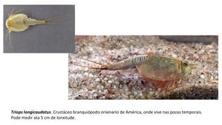 Triops longicaudatus. Crustáceo branquiópodo orixinario de América, onde vive nas pozas temporais. 
Pode medir ata 5 cm de lonxitude.
 