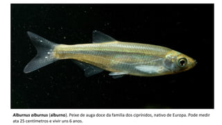 Alburnus alburnus (alburno). Peixe de auga doce da familia dos ciprínidos, nativo de Europa. Pode medir 
ata 25 centímetros e vivir uns 6 anos. 
 