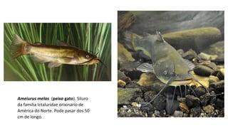 Ameiurus melas  (peixe gato). Siluro 
da familia Ictaluridae orixinario de 
América do Norte. Pode pasar dos 50 
cm de longo. 
 