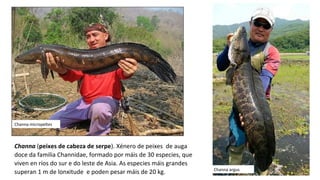 Channa (peixes de cabeza de serpe). Xénero de peixes  de auga 
doce da familia Channidae, formado por máis de 30 especies, que 
viven en ríos do sur e do leste de Asia. As especies máis grandes 
superan 1 m de lonxitude  e poden pesar máis de 20 kg.  
Channa micropeltes
Channa argus
 