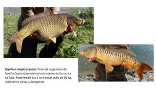 Cyprinus carpio (carpa). Peixe de auga doce da 
familia Cyprinidae orixinariodo centro de Europa e 
de Asia. Pode medir ata 1 m e pesar máis de 20 kg. 
Coñécense varias subespecies.
 