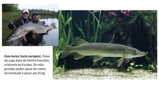 Esox lucius (lucio europeo). Peixe 
de auga doce da familia Esocidae, 
orixinario de Europa. Os máis 
grandes poden pasar do metro 
de lonxitude e pesar ata 25 kg. 
 