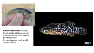Fundulus heteroclitus. Peixe da 
familia dos fundúlidos orixinario 
dos esteiros e marismas do leste 
de Norteamérica. 
Os machos poden medir ata 15 
cm de lonxitude. 
 
