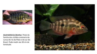 Australoheros facetus. Peixe da 
familia dos cíclidos orixinario da 
cunca do río da Plata e do sur do 
Brasil. Pode medir ata 30 cm de 
lonxitude.
 