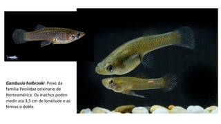 Gambusia holbrooki. Peixe da
familia Pecilidae orixinario de
Norteamérica. Os machos poden
medir ata 3,5 cm de lonxitude e as
femias o doble.
 