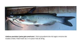 Ictalurus punctatus (peixe gato americano ). Siluro procedente dos ríos lagos e encoros dos
Estados Unidos. Pode medir ata 1 m e pesar máis de 20 kg.
 