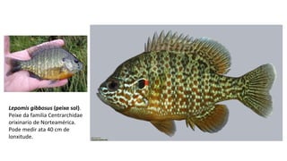 Lepomis gibbosus (peixe sol).
Peixe da familia Centrarchidae
orixinario de Norteamérica.
Pode medir ata 40 cm de
lonxitude.
 
