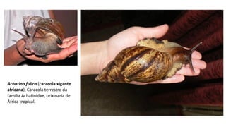 Achatina fulica (caracola xigante
africana). Caracola terrestre da
familia Achatinidae, orixinaria de
África tropical.
 