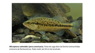 Micropterus salmoides (​ perca americana). Peixe de auga doce da familia Centrarchidae
orixinario de Norteamérica. Pode medir ata 50 cm de lonxitude.
 