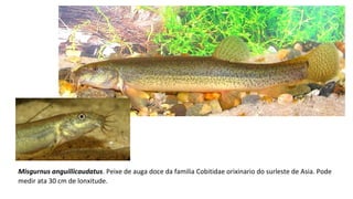 Misgurnus anguillicaudatus. Peixe de auga doce da familia Cobitidae orixinario do surleste de Asia. Pode
medir ata 30 cm de lonxitude.
 
