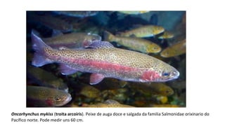 Oncorhynchus mykiss (troita arcoíris). Peixe de auga doce e salgada da familia Salmonidae orixinario do
Pacífico norte. Pode medir uns 60 cm.
 
