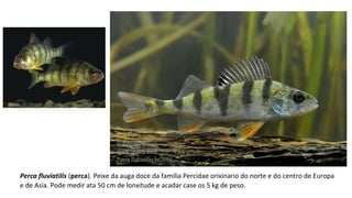 Perca fluviatilis (perca). Peixe da auga doce da familia Percidae orixinario do norte e do centro de Europa
e de Asia. Pode medir ata 50 cm de lonxitude e acadar case os 5 kg de peso.
 