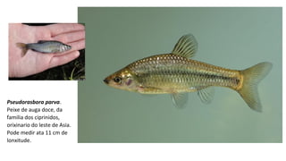 Pseudorasbora parva.
Peixe de auga doce, da
familia dos ciprinidos,
orixinario do leste de Asia.
Pode medir ata 11 cm de
lonxitude.
 