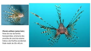 Pterois volitans (peixe león).
Peixe de mar da familia
Scorpaenidae, orixinario dos
arrecifes de coral do océano
Índico e do Pacífico occidental.
Pode medir de 30 a 40 cm.
 