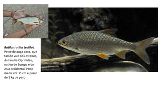 Rutilus rutilus (rutilo).
Peixe de auga doce, que
tamén vive nos esteiros,
da familia Ciprinidae,
nativo de Europa e de
Asia occidental. Pode
medir ata 35 cm e pasar
de 1 kg de peso.
 