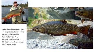 Salvelinus fontinalis. Peixe
de auga doce, de correntes
rápidas e frescas, da
familia Salmonidae,
orixinario do leste de
Norteamérica. Pode chegar
aos 4 kg de peso.
 