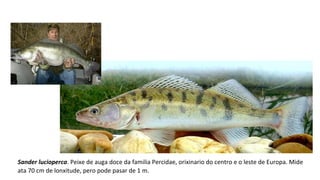 Sander lucioperca. Peixe de auga doce da familia Percidae, orixinario do centro e o leste de Europa. Mide
ata 70 cm de lonxitude, pero pode pasar de 1 m.
 