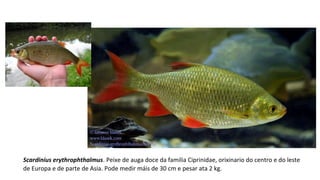 Scardinius erythrophthalmus. Peixe de auga doce da familia Ciprinidae, orixinario do centro e do leste
de Europa e de parte de Asia. Pode medir máis de 30 cm e pesar ata 2 kg.
 