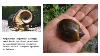 Ampullariidae (ampuláridos ou caracois
mazá). Familia de moluscos gasterópodos
de augas doces tropicais e subtropicais,
formada por unas 170 especies agrupadas
en 9 xéneros.
 