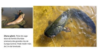 Silurus glanis. Peixe de auga
doce da familia Siluridae
orixinario dos grandes ríos de
Europa Central. Pode medir máis
de 2 m de lonxitude.
 