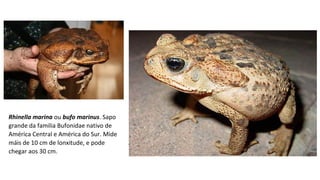 Rhinella marina ou bufo marinus. Sapo
grande da familia Bufonidae nativo de
América Central e América do Sur. Mide
máis de 10 cm de lonxitude, e pode
chegar aos 30 cm.
 