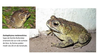 Duttaphrynus melanostictus.
Sapo da familia Bufonidae
orixinario do sur e do surleste
de Asia. As femias poden
medir ata 20 cm de lonxitude.
 