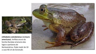 Lithobates catesbeianus (ra touro
americana). Anfibio anuro da
familia Ranidae orixinario dos
lagos e pantanos de
Norteamérica. Pode medir de 10
a case 40 cm de lonxitude.
 