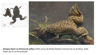 Xenopus laevis (ra africana de unllas) anfibio anuro da familia Pipidae orixinario do sur de África. Pode
medir ata 12 cm de lonxitude.
 