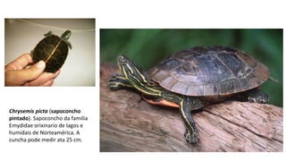 Chrysemis picta (sapoconcho
pintado). Sapoconcho da familia
Emydidae orixinario de lagos e
humidais de Norteamérica. A
cuncha pode medir ata 25 cm.
 