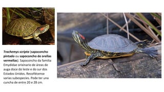 Trachemys scripta (sapoconcho
pintado ou sapoconcho de orellas
vermellas). Sapoconcho da familia
Emydidae orixinario de áreas de
auga doce do leste e do sur dos
Estados Unidos. Recoñécense
varias subespecies. Pode ter una
cuncha de entre 20 e 28 cm.
 