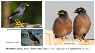 Acridotheres (minás). Paxaros da familia Sturnidae das selvas tropicais de Asia. Coñécense 10 especies.
Acridotheres javanicus
Acridotheles tristis
Acridotheles cristatelus
 