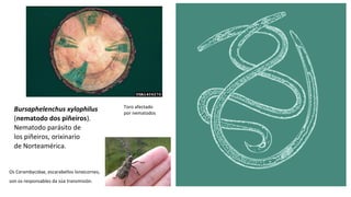 Bursaphelenchus xylophilus
(nematodo dos piñeiros).
Nematodo parásito de
los piñeiros, orixinario
de Norteamérica.
Toro afectado
por nematodos
Os Cerambycidae, escarabellos lonxicornes,
son os responsables da súa transmisión.
 
