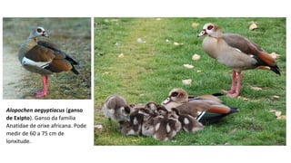 Alopochen aegyptiacus (ganso
de Exipto). Ganso da familia
Anatidae de orixe africana. Pode
medir de 60 a 75 cm de
lonxitude.
 