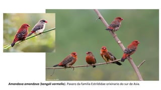 Amandava amandava (bengalí vermello). Paxaro da familia Estrildidae orixinario do sur de Asia.
 