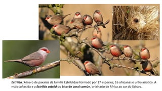 Estrilda. Xénero de paxaros da familia Estrildidae formado por 17 especies, 16 africanas e unha asiática. A
máis coñecida e a Estrilda astrild ou bico de coral común, orixinario de África ao sur do Sahara.
 