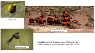 Euplectes afer
Euplectes nigroventris
Euplectes laticauda
Euplectes. Xénero de paxaros, con 17 especies, da
familia Ploceidae nativos de África ao sur do Sahara.
 