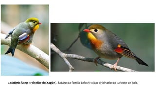 Leiothrix lutea (reiseñor do Xapón). Paxaro da familia Leiothricidae orixinario do surleste de Asia.
 