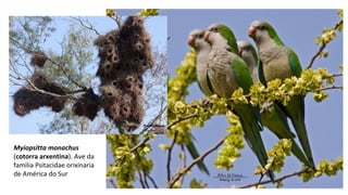 Myiopsitta monachus
(cotorra arxentina). Ave da
familia Psitacidae orixinaria
de América do Sur
 