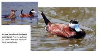 Oxyura jamaicensis (malvasía
americana). Pato mergullador
da familia Anatidae nativo de
América do Norte.
 