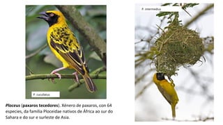 Ploceus (paxaros tecedores). Xénero de paxaros, con 64
especies, da familia Ploceidae nativos de África ao sur do
Sahara e do sur e surleste de Asia.
P. cucullatus
P. intermedius
 