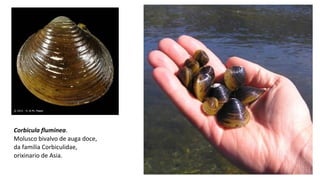 Corbicula fluminea.
Molusco bivalvo de auga doce,
da familia Corbiculidae,
orixinario de Asia.
 