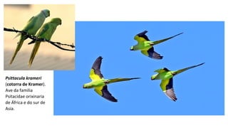Psittacula krameri
(cotorra de Kramer).
Ave da familia
Psitacidae orixinaria
de África e do sur de
Asia.
 