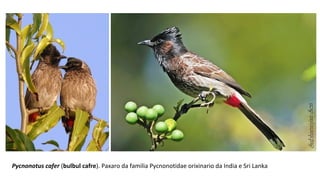 Pycnonotus cafer (bulbul cafre). Paxaro da familia Pycnonotidae orixinario da India e Sri Lanka
 