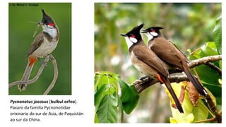 Pycnonotus jocosus (bulbul orfeo).
Paxaro da familia Pycnonotidae
orixinario do sur de Asia, de Paquistán
ao sur da China.
 