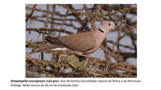 Streptopelia roseogrisea (rula gris). Ave da familia Columbidae natural de África e da Península
Arábiga. Mide menos de 30 cm de lonxitude total.
 