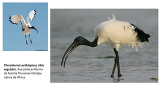 Threskiornis aethiopicus (ibis
sagrado). Ave pelecaniforme
da familia Threskiornithidae
nativa de África.
 