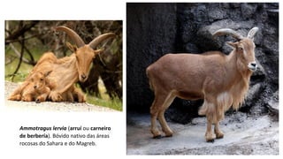 Ammotragus lervia (arruí ou carneiro
de berbería). Bóvido nativo das áreas
rocosas do Sahara e do Magreb.
 