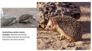 Hemiechinus auritus (​ ourizo
orelludo). Mamífero da familia
Erinaceidae orixinario do centro do
Cáucaso e do centro de Asia.
 
